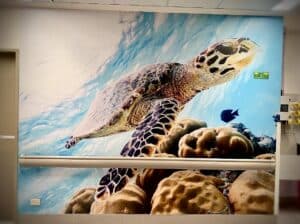 Turtle Wall Graphics Newcastle - Big Colour
